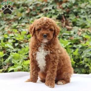 Teddy F1BB, Mini Goldendoodle Puppy